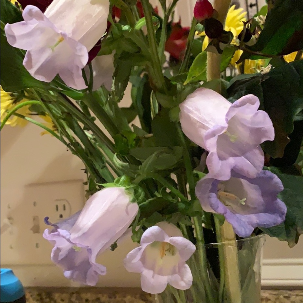 Meet your Posher, Marybeth